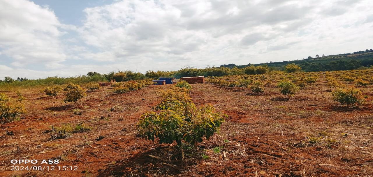 Intercity Property Hub: Tunauza Shamba Lenye Michungwa 600.